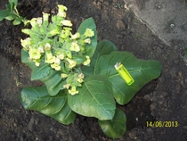 махорка